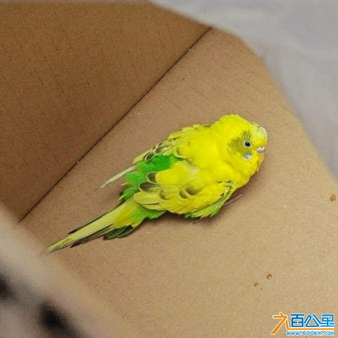 wechat_upload174099356767c5741faafd7