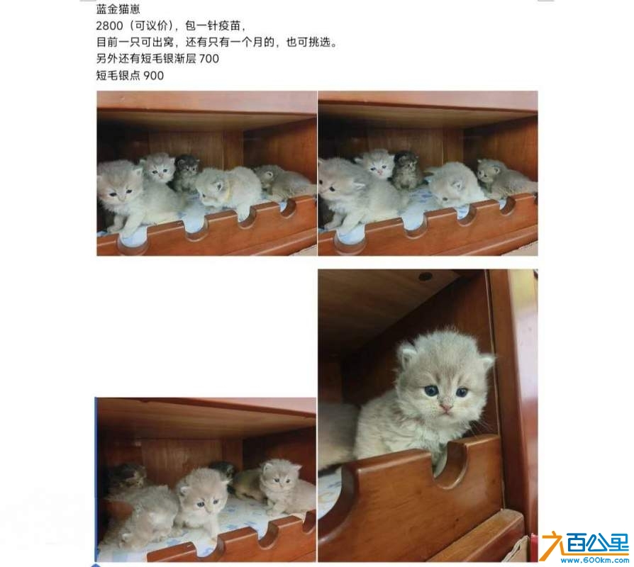 wechat_upload174159474767cea07b3a83f