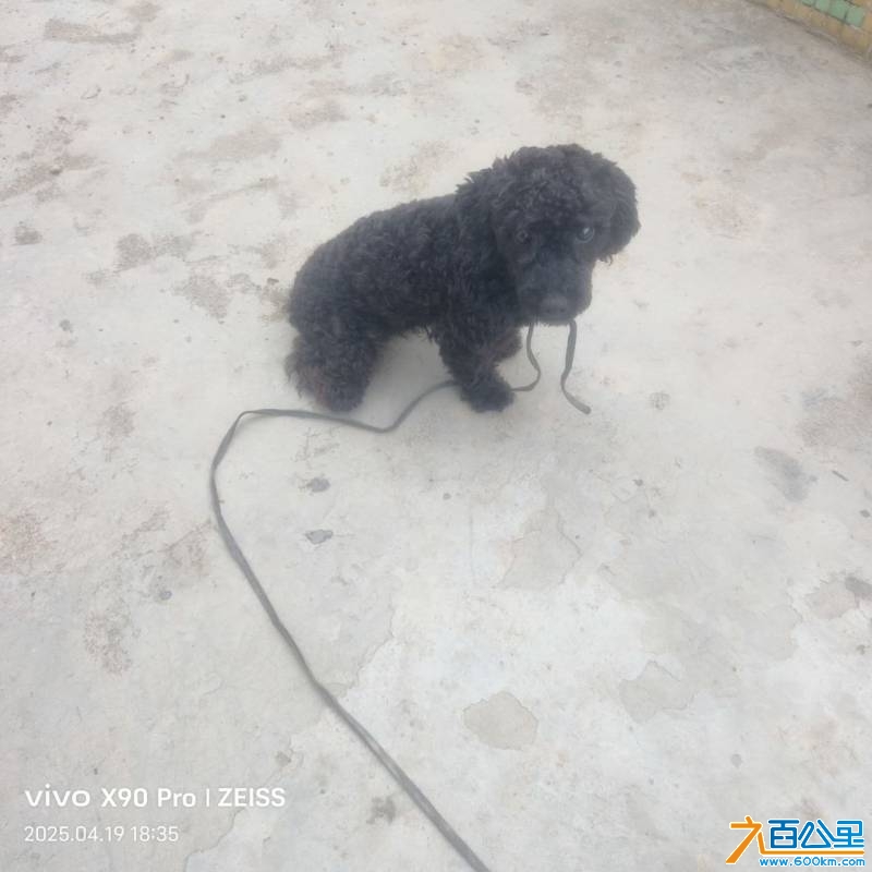 wechat_upload174506112768038507e6337