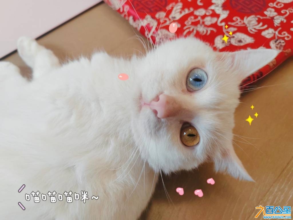 wechat_upload17473043866825bfc2646c1