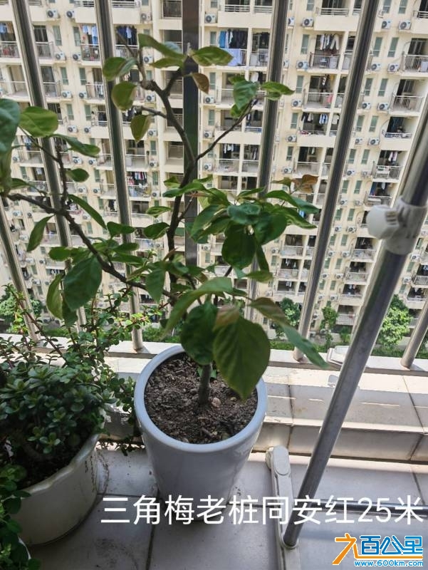wechat_upload174745512268280c9288503