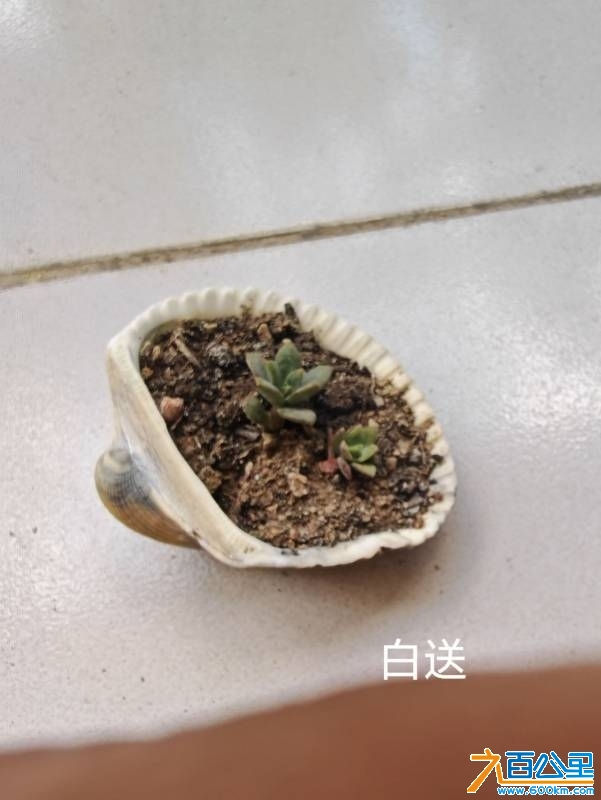 wechat_upload174745512468280c945ee4c