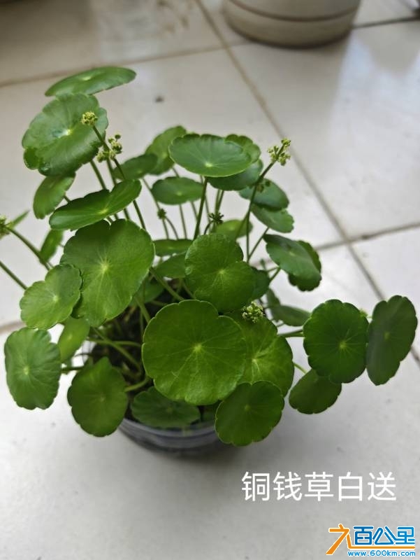 wechat_upload174745525668280d185d748