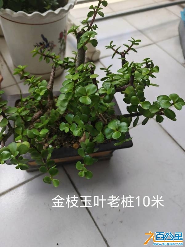 wechat_upload174745525968280d1b3c7bd