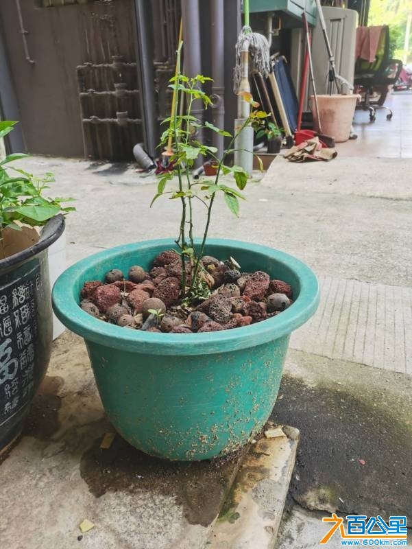 wechat_upload17492795136843e319ea9b1