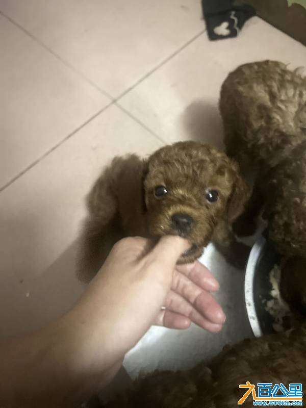 wechat_upload1750930573685d148d0da7f