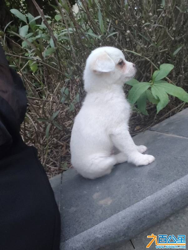 wechat_upload17630833256916843d408cc