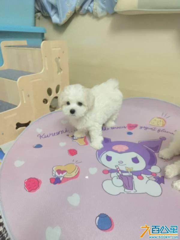 wechat_upload17824754216a3e6a9d86387